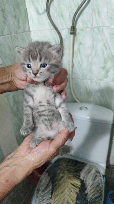 Котята в добрые руки тобыл