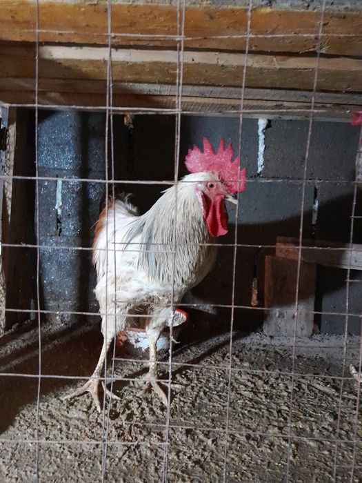 Продаются петухи