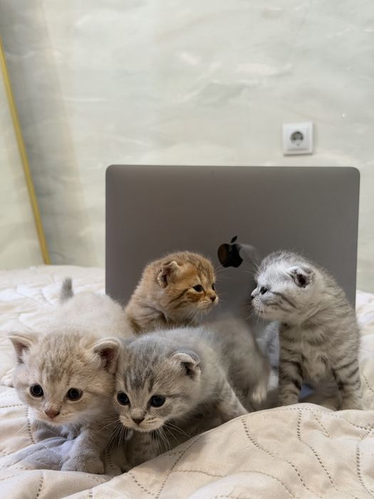 Продаю шотландских котят