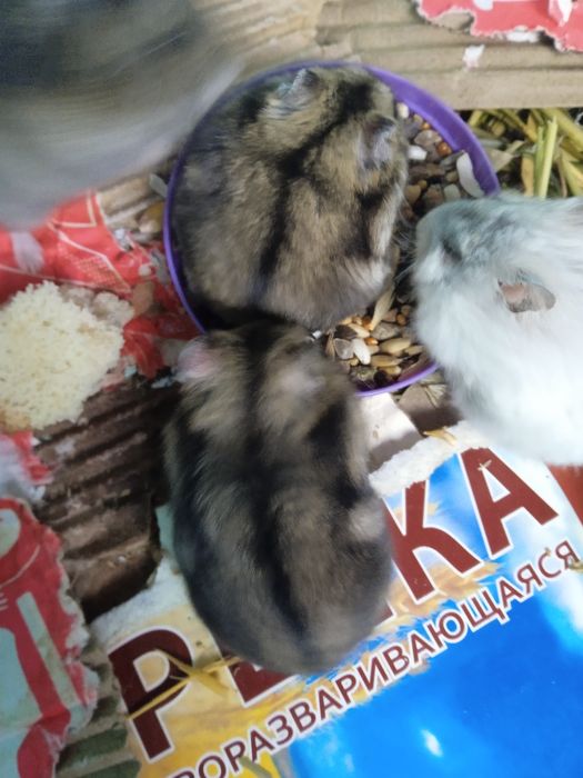 Продаю подарочный хомячек,