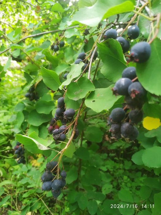 Продам саженцы Калины .