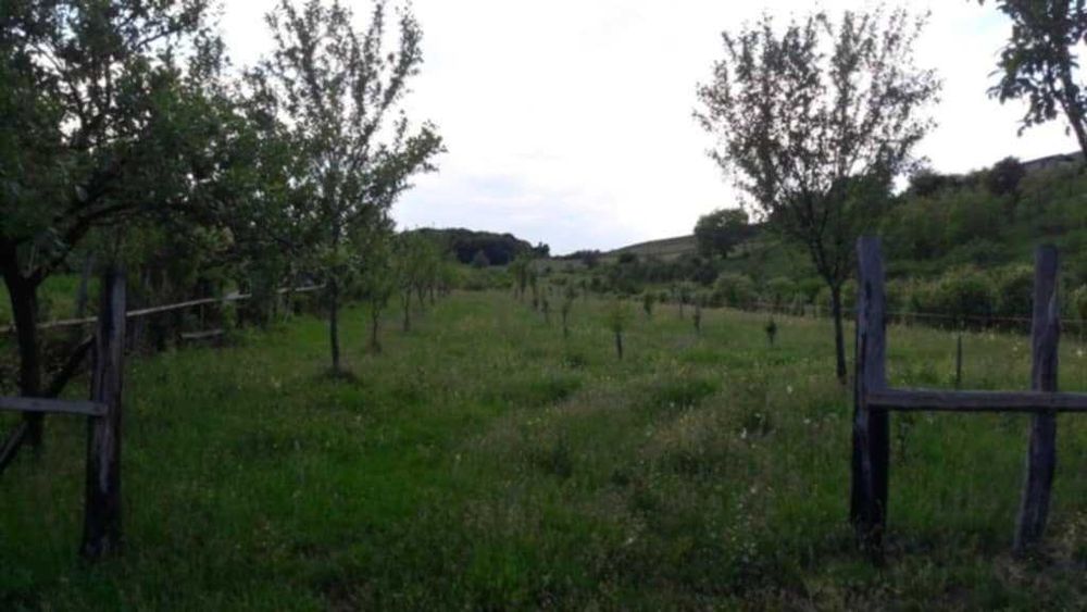 Vând livadă 3600 mp – Sebeșel, jud. Alba