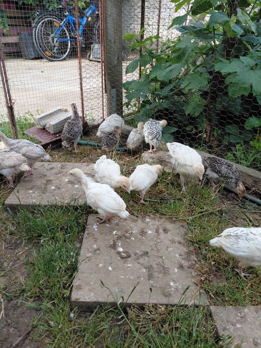 Pui de curcă românești