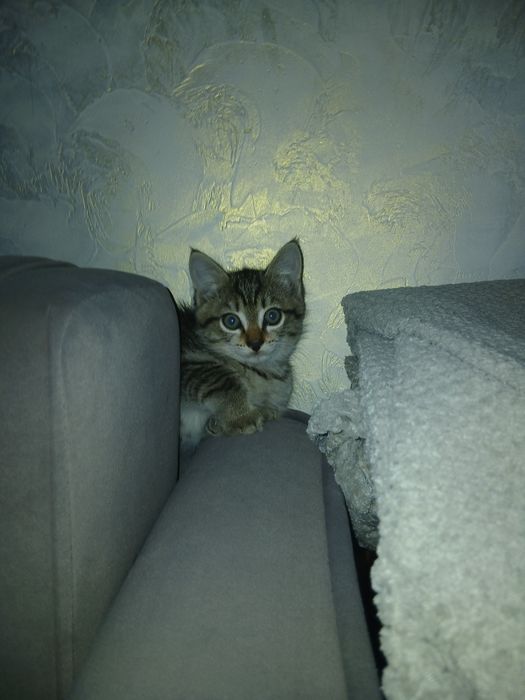 Отдам котёнка бесплатно