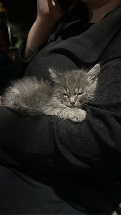 Котенок в добрые руки