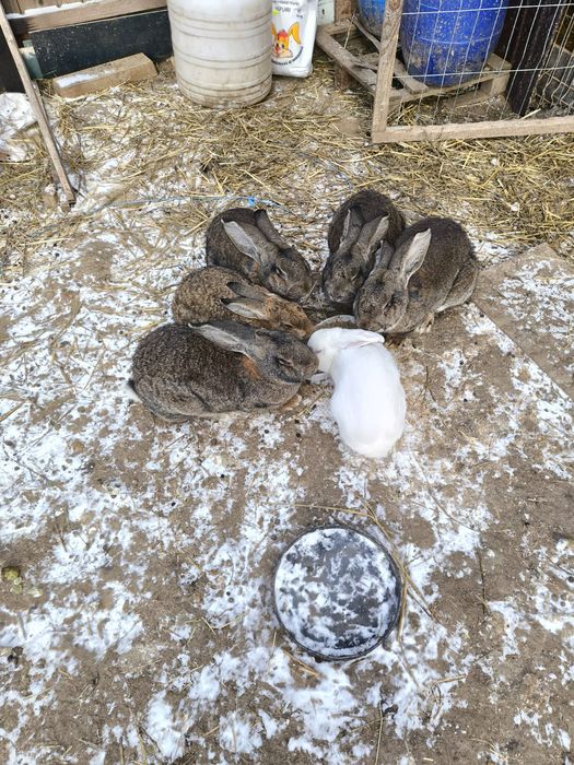 Iepuri Germani de vânzare