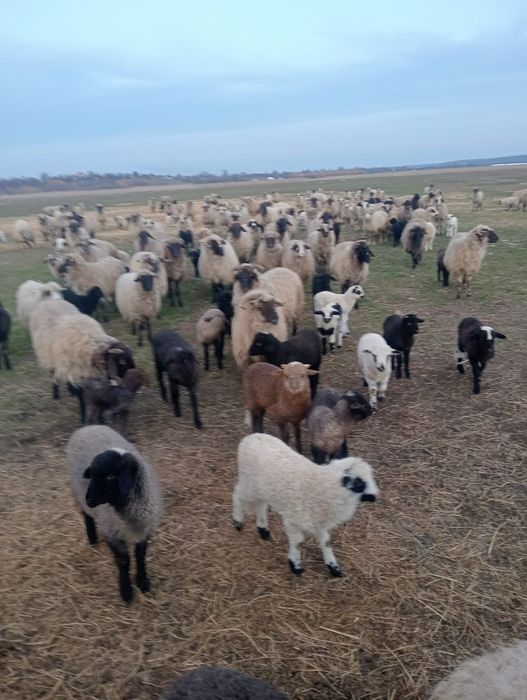 Vand oi  țurcane,breze