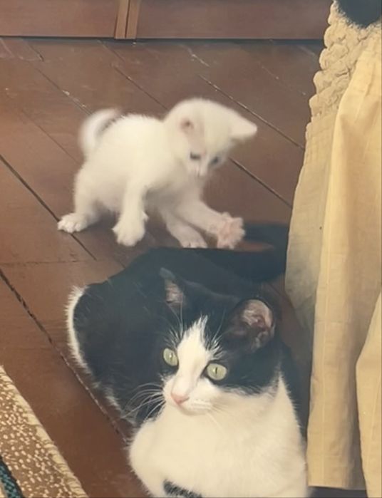 Отдам в добрые руки