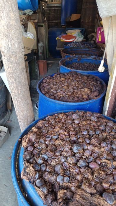 Vând prune fierte de țuică