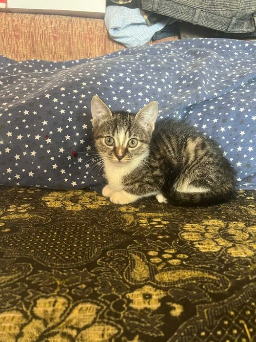 Ofer pisicuțe cuminți