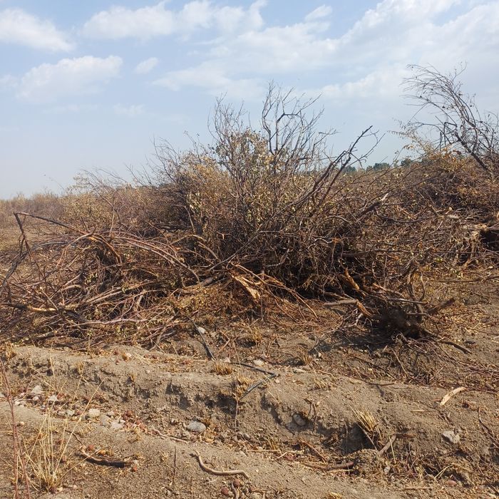 Отдам дрова яблони.