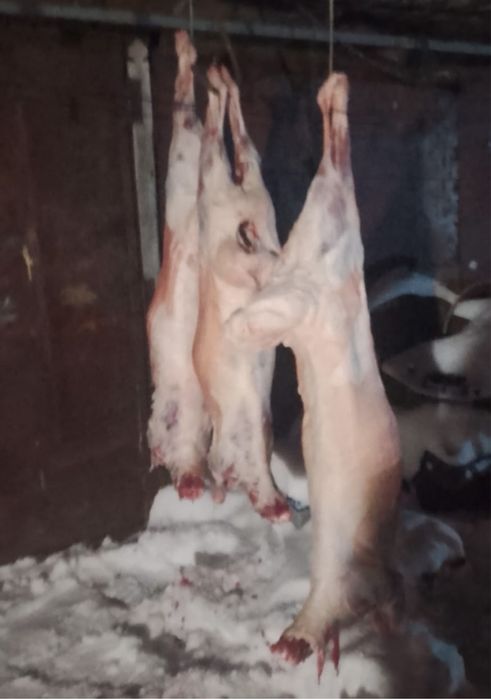 Мясо баранина туша