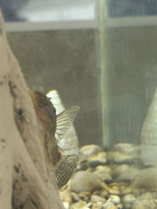 Продам 20 литровый аквариум с рыбками