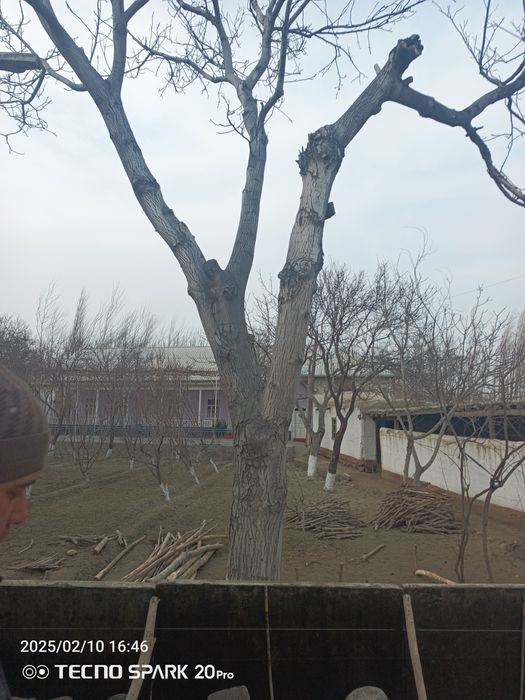 Yongʻoq daraxti mebelchilar uchun  ёнгок диаметри 1.6м