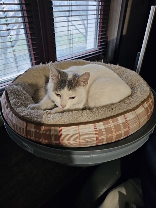 Котенца. Сивичко ,Беличко и два чернички...