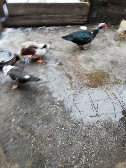 Гъски, пуйки, патици