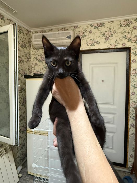 Котята в добрые руки город Алматы