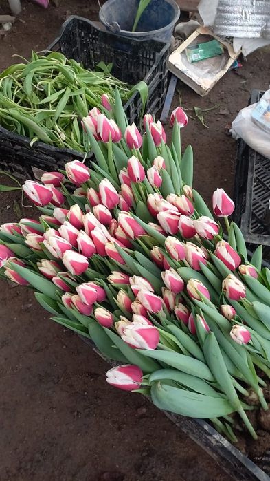 Тюлпан оптом Астана