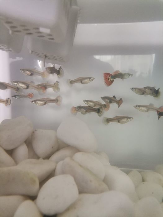 Vând guppy poecilia reticulata