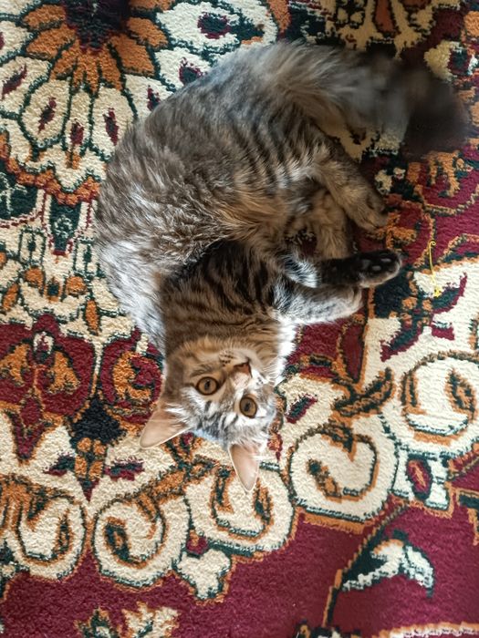 Mushuk mushukcha mushuklar котенок котик