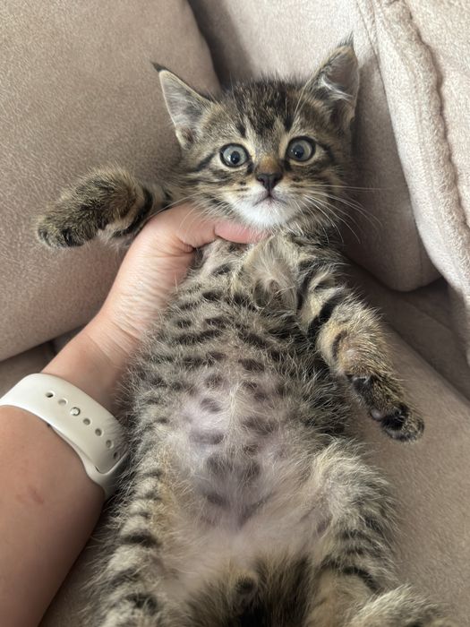 Отдам котёнка бесплатно