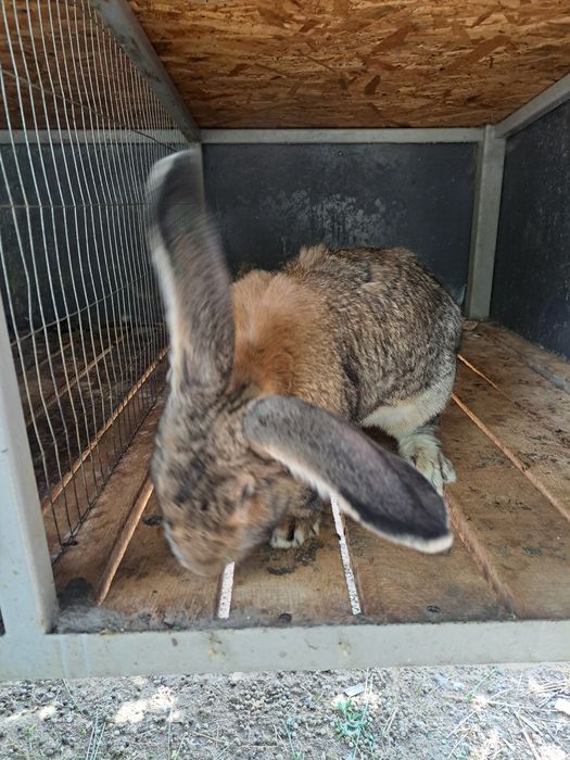 Iepuri Uriași German