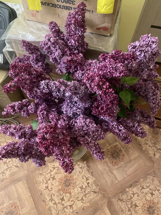 Сирень, Запах изумительный!