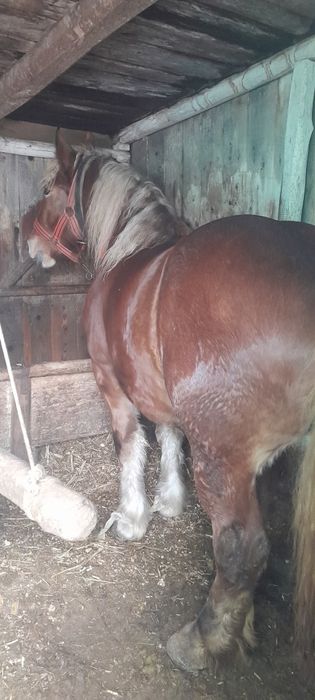 Vand manză si junele