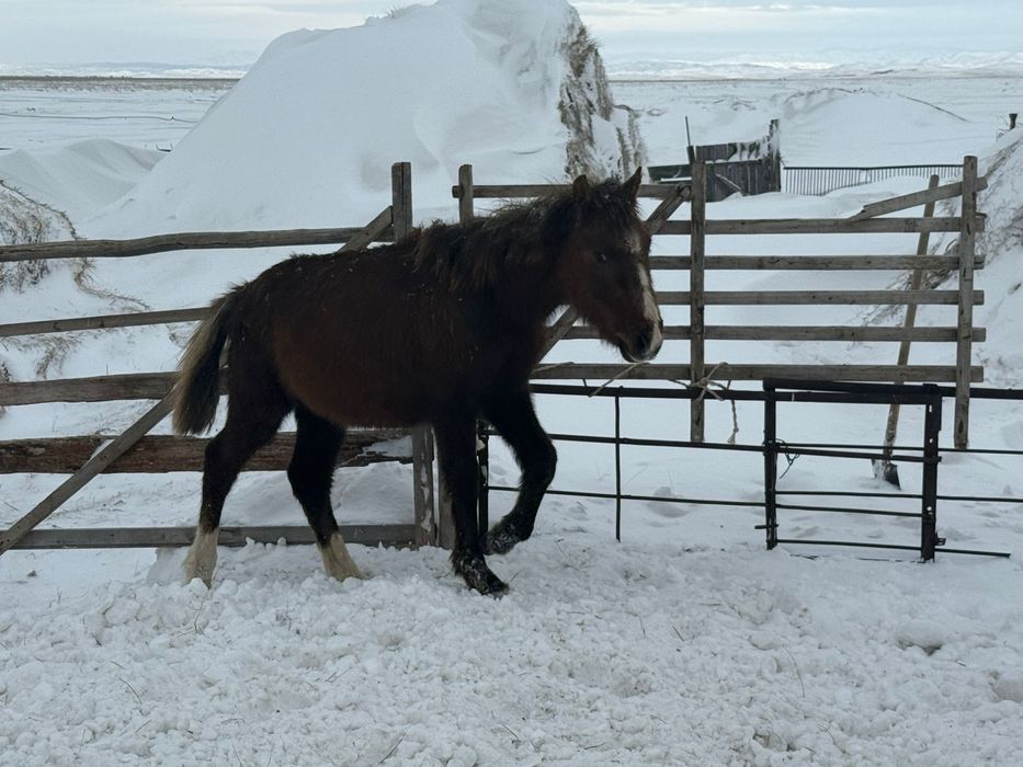 Жабагы продам 240мын