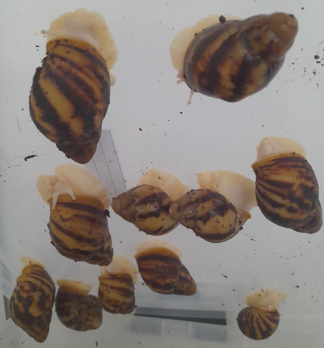 Калции и кокосова почва за охлюви