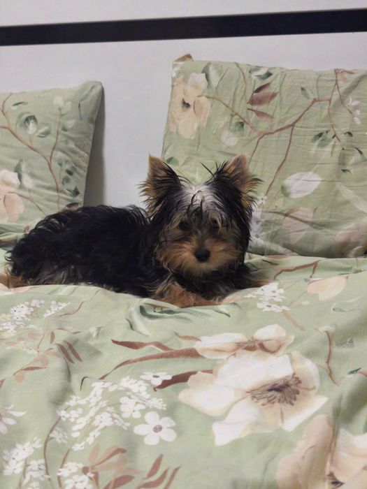 Йоркширски териер на 4мес