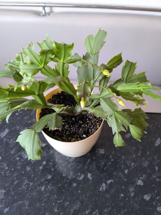 Продам декабрист белый