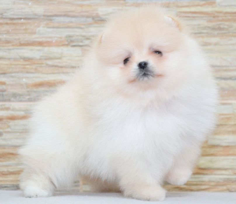 Fetita pomeranian mini/toy!