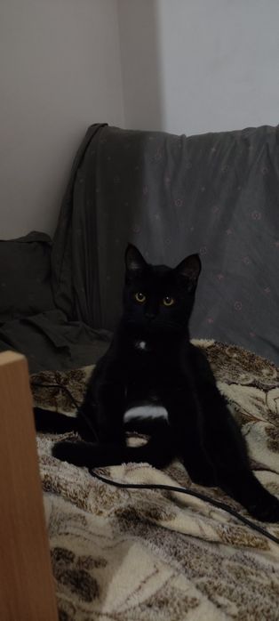 Отдам кота в добрые руки
