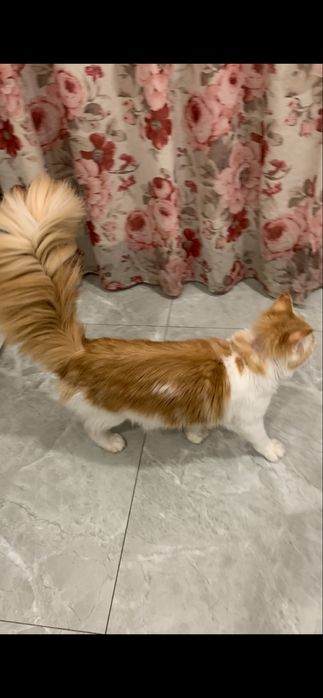 Девочка мейнкун с родословной