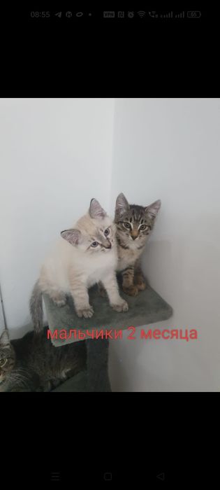 Котята в добрые руки