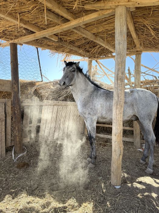 Жылқы сатылады бордақы да тұр