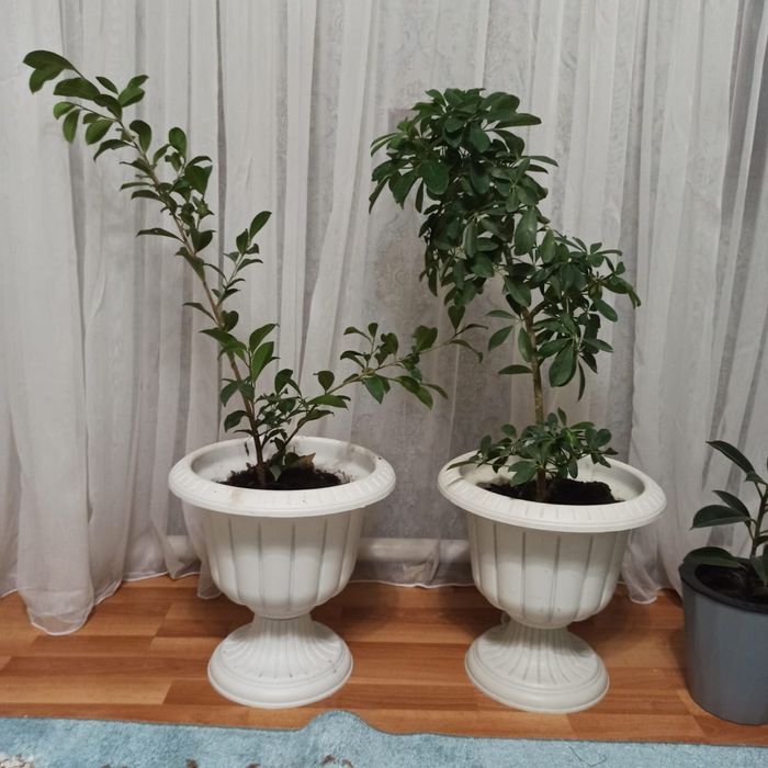 Цветы комнатные Женское счастье Фикус Герань