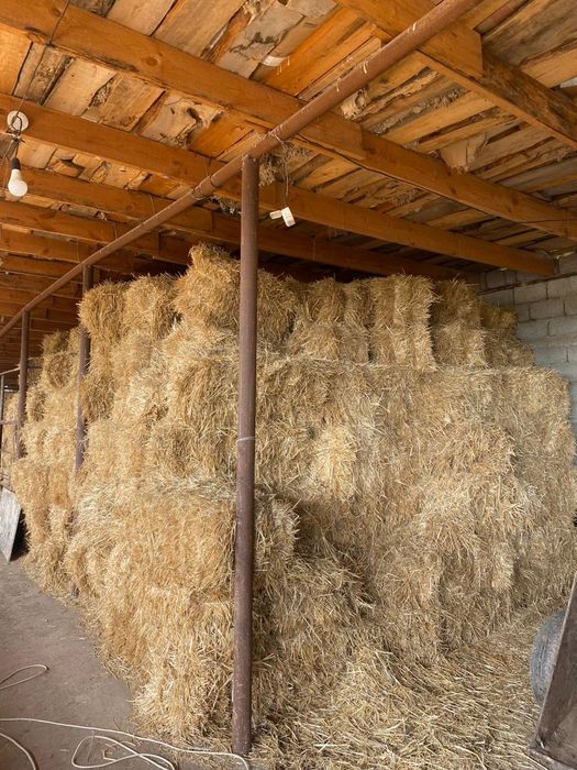 Сабан, жонышка, агаш