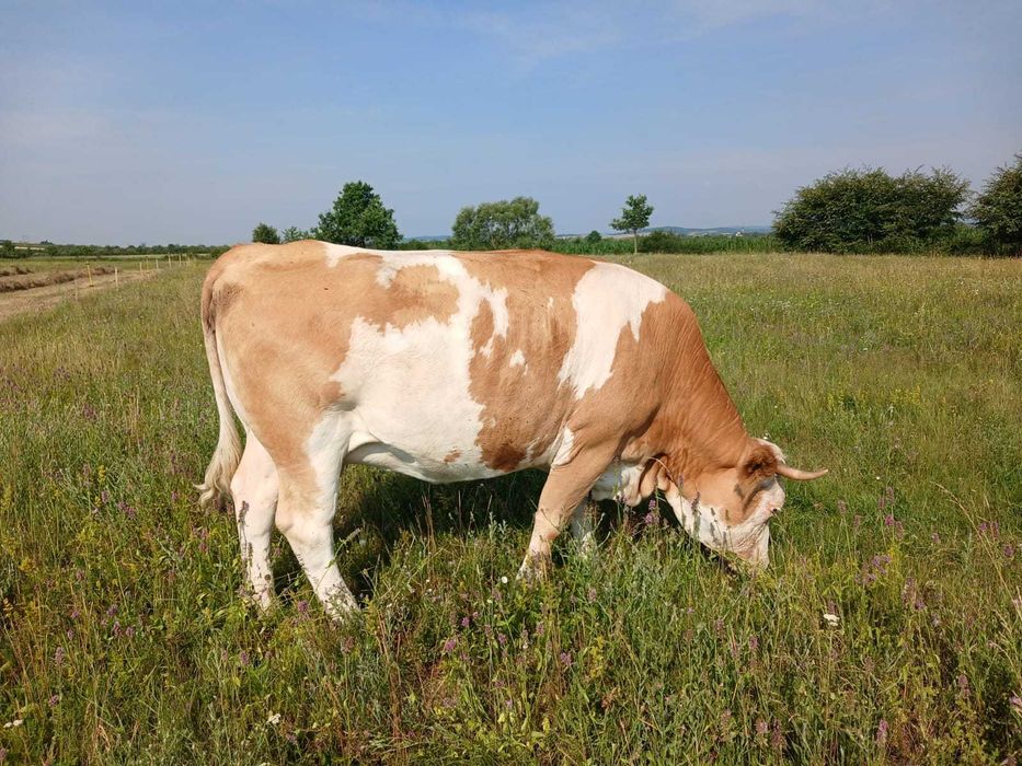 Vand vaca baltata gestanta!!!