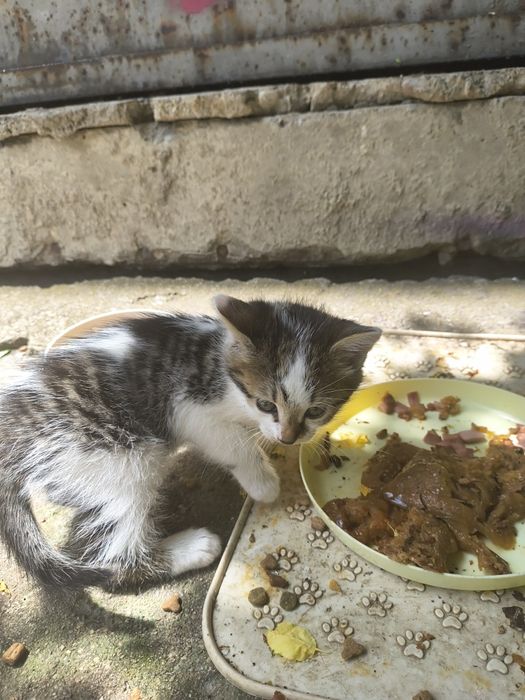 Подарявам котенца