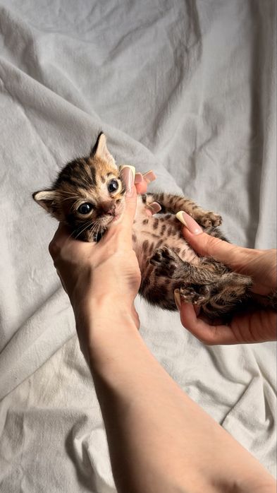 бенгальскй котенок
