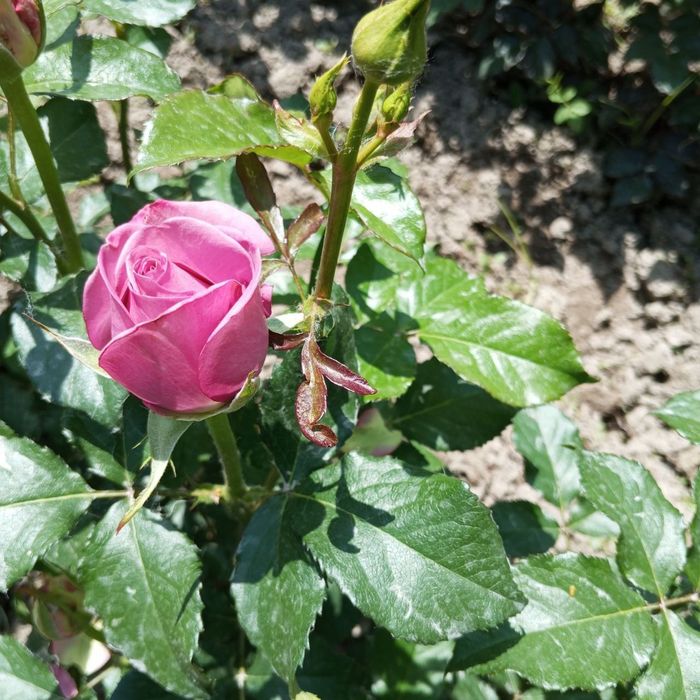 Атргул оптом гарантия