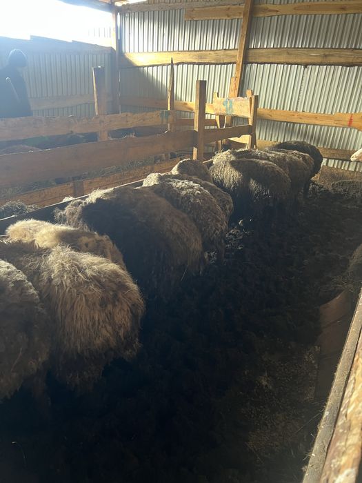 Семіз қой барны овцы