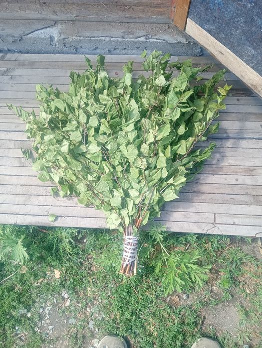 Веники для бани  и сауны