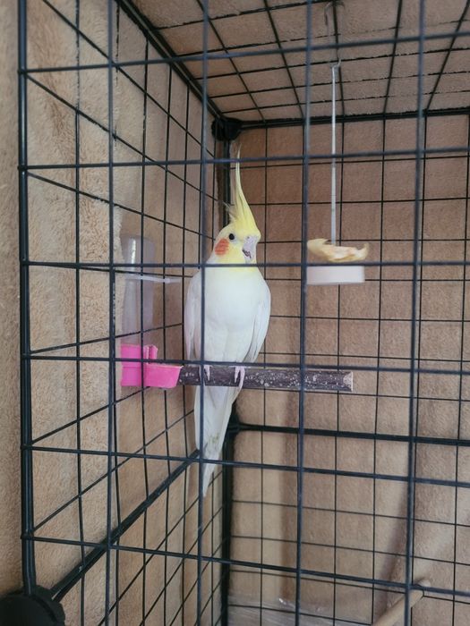 Продам попугая корелла