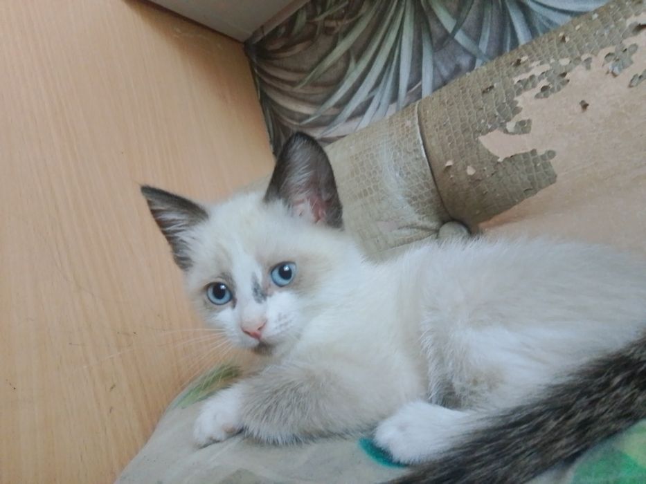 Одою котят  в добрые руки