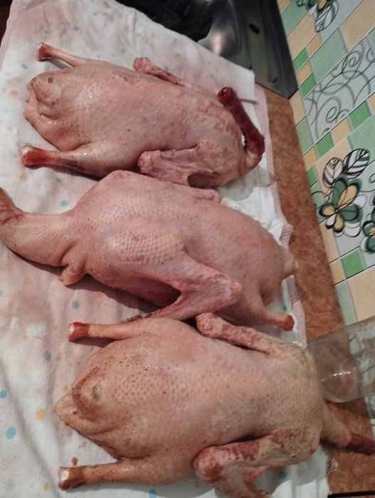 продам гусей домашних