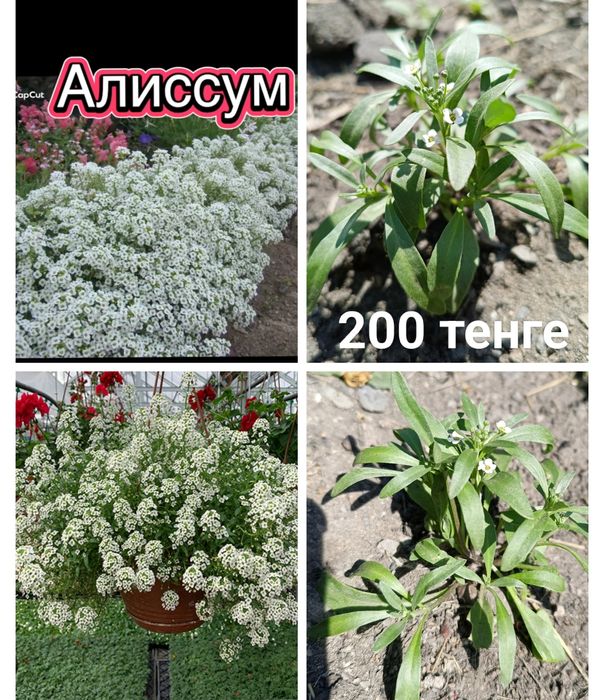 Рассада: люпин, алиссум, лилейник