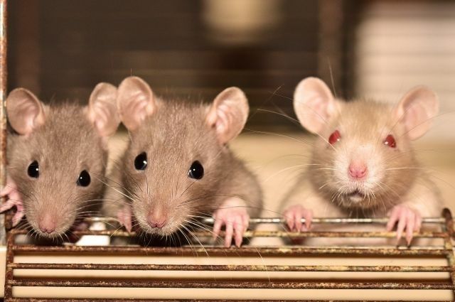 Крысы домашние ручные